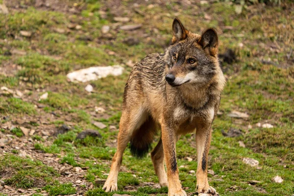 Fénykép Egy Ibériai Farkasról Akit Egy Állatkertből Mentettek Félig Szabadon — Stock Fotó