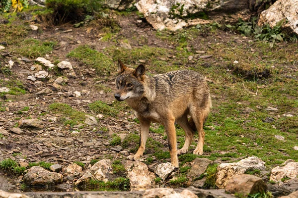 Foto Van Een Iberische Wolf Die Uit Een Dierentuin Gered — Stockfoto