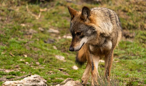 Foto Lobo Ibérico Solitário Caminhando Floresta Enquanto Procura Presas Para — Fotografia de Stock