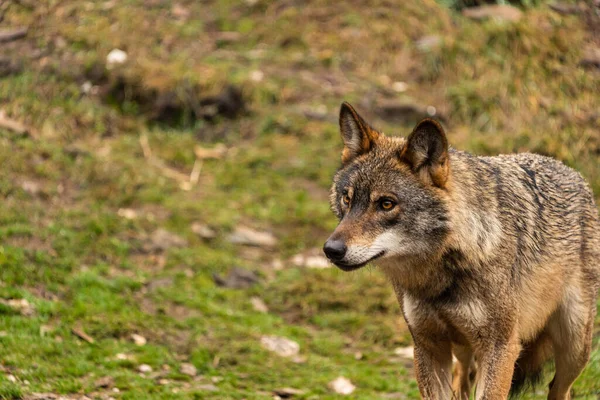 Foto Lobo Ibérico Que Fue Rescatado Zoológico Vive Semi Libertad — Foto de Stock