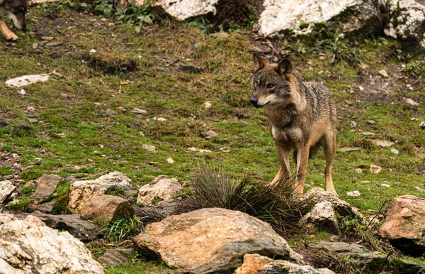 Foto Lobo Ibérico Que Fue Rescatado Zoológico Vive Semi Libertad — Foto de Stock