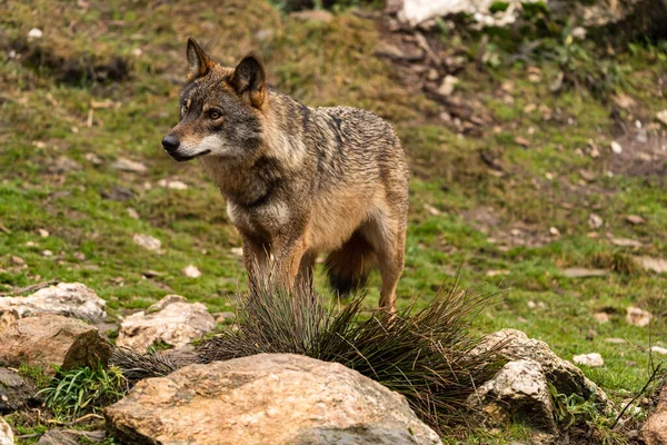 Photo Iberian Wolf Rescued Zoo Lives Semi Freedom Iberian Wolf — Stock Photo, Image