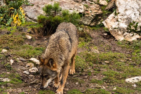 Photo Iberian Wolf Looking Any Trace Any Prey May Have — Stock Photo, Image