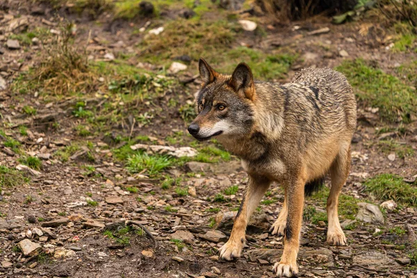 Foto Van Een Iberische Wolf Die Uit Een Dierentuin Gered — Stockfoto