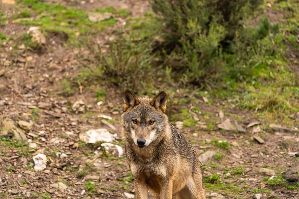 Foto Van Een Eenzame Iberische Wolf Het Bos Zoek Naar — Stockfoto