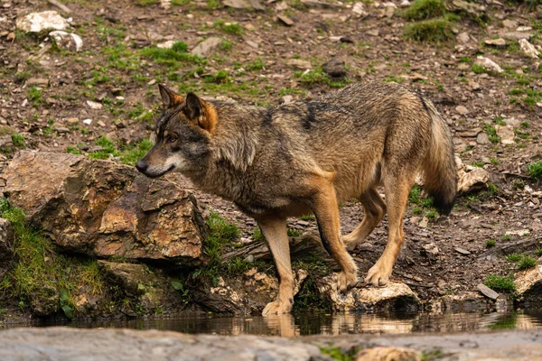 Close Photo Iberian Wolf Drinking Water Artificial Pond Built Farmers — Stock Photo, Image