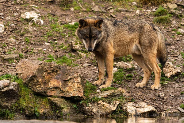 Close Photo Iberian Wolf Drinking Water Artificial Pond Built Farmers — Stock Photo, Image