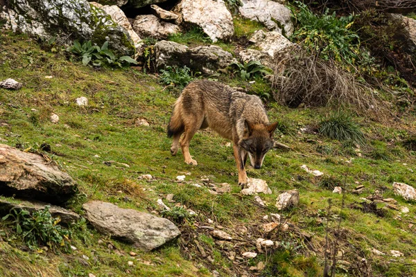 スペインのサモラに残された可能性のある痕跡を探しているイベリアオオカミの写真 — ストック写真