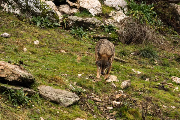 Foto Lobo Ibérico Busca Cualquier Rastro Que Cualquier Presa Pueda — Foto de Stock