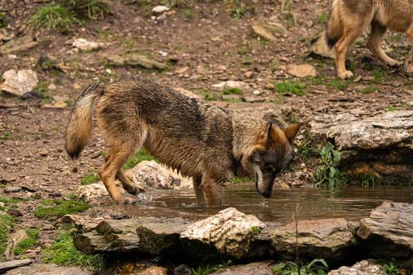 Foto Primer Plano Lobo Ibérico Bebiendo Agua Estanque Artificial Construido — Foto de Stock