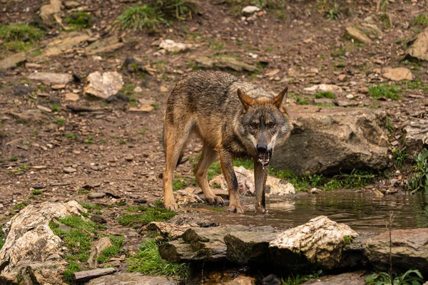 Close Photo Iberian Wolf Drinking Water Artificial Pond Built Farmers — Stock Photo, Image