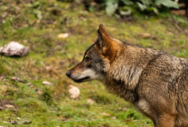 Fénykép Egy Ibériai Farkas Összpontosított Zsákmány Hogy Később Képes Volt — Stock Fotó