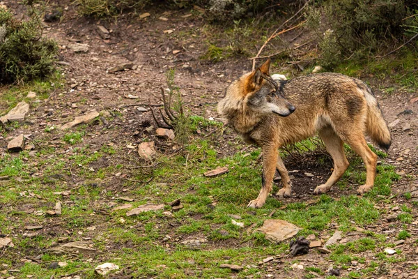 Photo Lonely Iberian Wolf Walking Forest While Looking Prey Hunt — Stock Photo, Image
