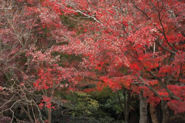 Kamakura, Kanagawa, Japonya 'da sonbahar yaprakları (kırmızı)