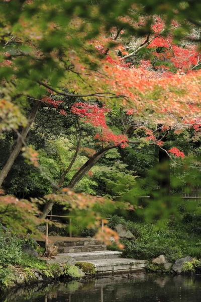Folhas Outono Kamakura Kanagawa Japão Vermelho — Fotografia de Stock