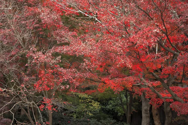 Herfstbladeren Kamakura Kanagawa Japan Rood — Stockfoto