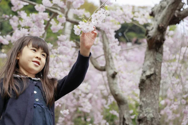 Japanese Girl Cherry Blossoms Years Old — стокове фото