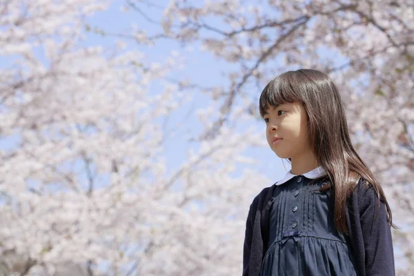 Japanese Girl Cherry Blossoms Years Old —  Fotos de Stock