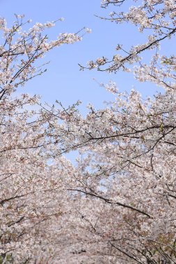 Kamakura, Kanagawa, Japonya 'daki türbeye yaklaşan bir sıra kiraz ağacı.