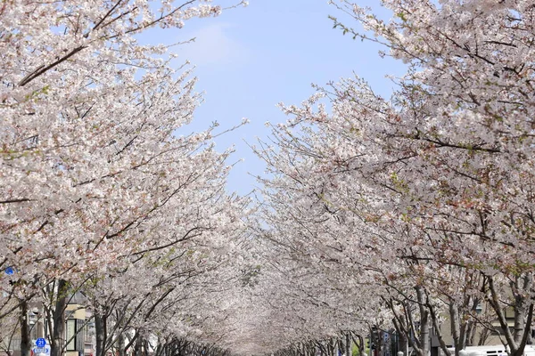 Linha Árvores Flor Cerejeira Aproximação Santuário Kamakura Kanagawa Japão — Fotografia de Stock