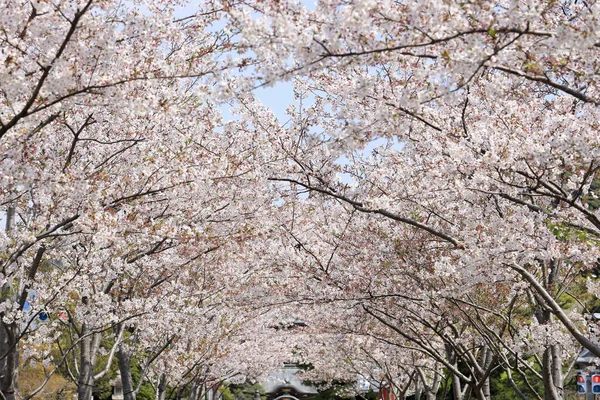 Linha Árvores Flor Cerejeira Aproximação Santuário Kamakura Kanagawa Japão — Fotografia de Stock