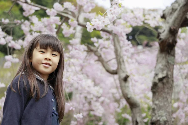 Japanese Girl Cherry Blossoms Years Old — 스톡 사진