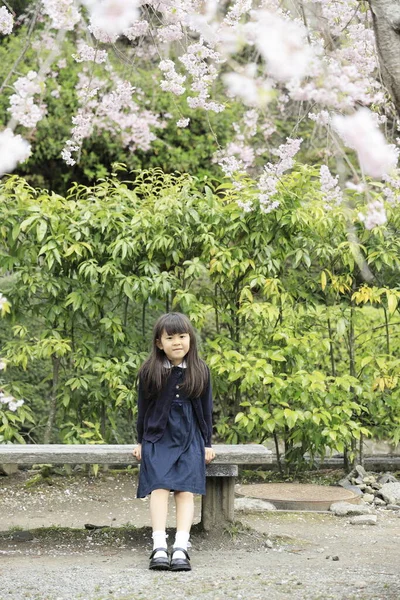 Japonská Dívka Třešňové Květy Let — Stock fotografie