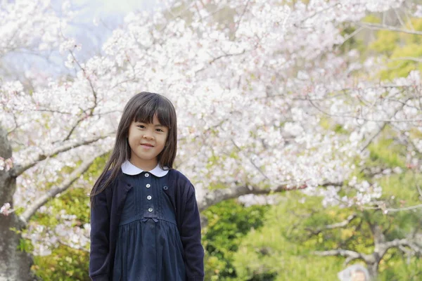 Japonská Dívka Třešňové Květy Let — Stock fotografie