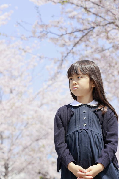 Japanese girl and cherry blossoms (7 years old)