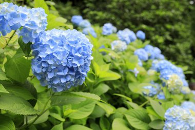 Kamakura, Kanagawa, Japonya (mavi ortanca)