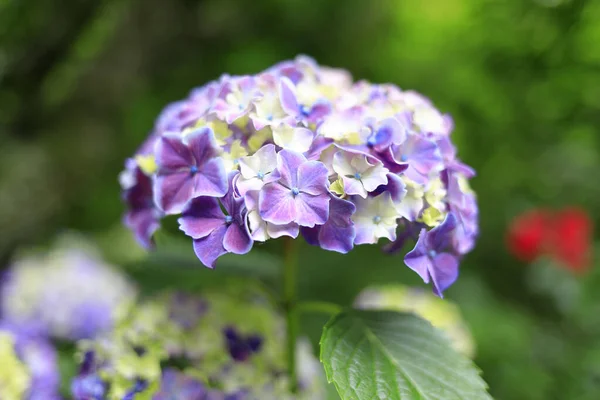 Hortensias Kamakura Kanagawa Japón Una Flor Púrpura —  Fotos de Stock