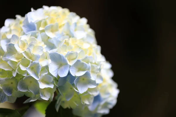 Hydrangea Kamakura Kanagawa Japan One Light Blue Flower Copy Space — Stock Photo, Image