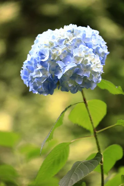鎌倉市神奈川県 一つの光の青い花のアジサイ — ストック写真