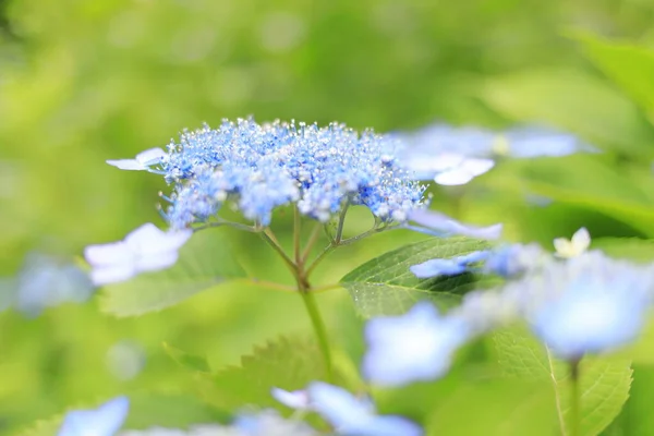 Hyhesgea Macrophyf Kamakura Kanzwa Japan Один Голубовато Фиолетовый Цветок — стоковое фото