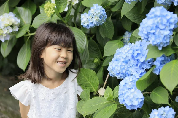 Japon Kız Ortanca Yaşında Mavi — Stok fotoğraf