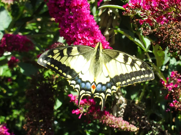 Vista Closeup Dorsal Borboleta Listrada Preta Amarela Papilio Rutulus Flor — Fotografia de Stock
