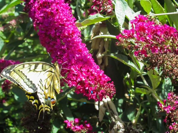 View Purple Bush Flowers Buddleja Davidii Yellow Black Striped Butterfly — Stock Photo, Image