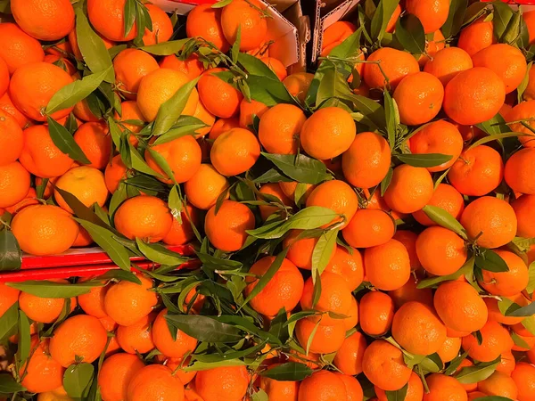 Top View Group Many Ripe Fresh Whole Orange Mandarins Green — 图库照片