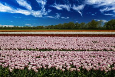Alman tarım çiftliği arazisindeki sıra sıra pembe ve kırmızı laleler üzerinde beyaz bulutlu derin mavi gökyüzüne karşı sayısız çiçeklerle bakın - Grevenbroich, Almanya