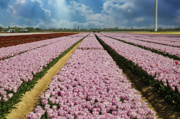 Zobacz Rzędach Różowe Czerwone Kolorowe Kwitnące Tulipany Tle Błękitnego Nieba — Zdjęcie stockowe
