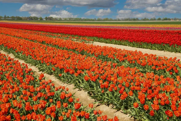 Pohled Řady Barevně Kvetoucích Oranžových Červených Tulipánů Poli Německé Pěstitelské — Stock fotografie