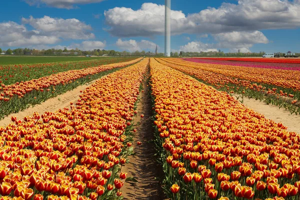 Pohled Řady Barevných Červených Žlutých Tulipánů Poli Německé Pěstitelské Farmy — Stock fotografie