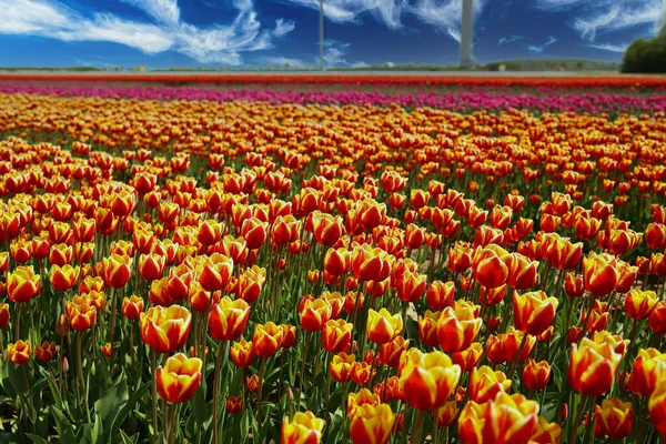 Pohled Nesčetné Jasně Červené Žluté Oranžové Vícebarevné Tulipánové Pole Proti — Stock fotografie