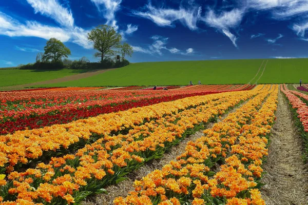 Vista Sobre Valle Con Coloridas Hileras Tulipanes Amarillos Rojos Colina — Foto de Stock