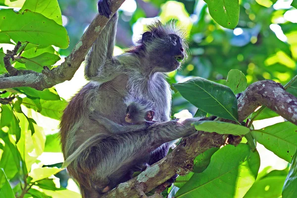 Closeup of isolated colobus monkeys (Piliocolobus, Procolobus kirkii)  sitting on tree branch, baby clutching mothers belly - Jozani Forest, Zanzibar