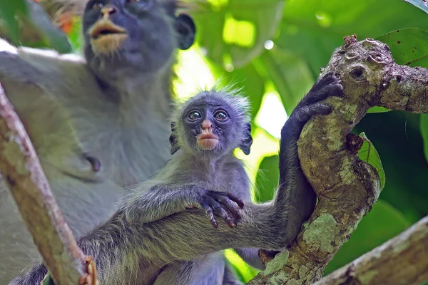 Retrato Del Curioso Bebé Mono Colobo Vigilante Con Los Ojos — Foto de Stock
