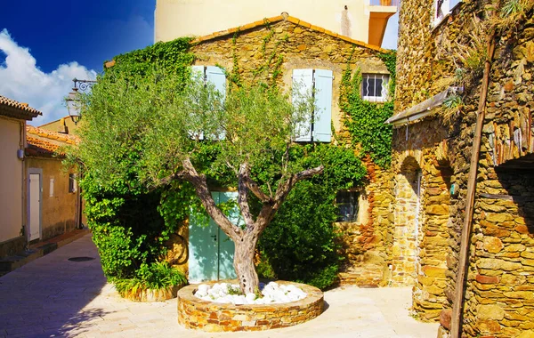 Widok Sielankowy Dziedziniec Jednym Zielonym Drzewem Oliwnym Typowy Francuski Śródziemnomorski — Zdjęcie stockowe