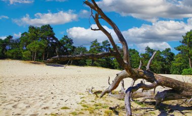 Ölü ağaç gövdesi, sürüklenen kum tepesi, İskoç çam ağacı ormanı, mavi gökyüzü pofuduk bulutları - Loonse und Drunense Duinen, Hollanda
