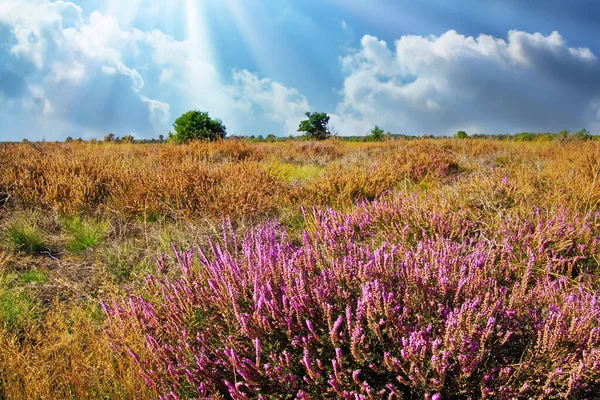 Bela Paisagem Saúde Com Arbusto Flores Erica Roxo Paisagem Interminável — Fotografia de Stock