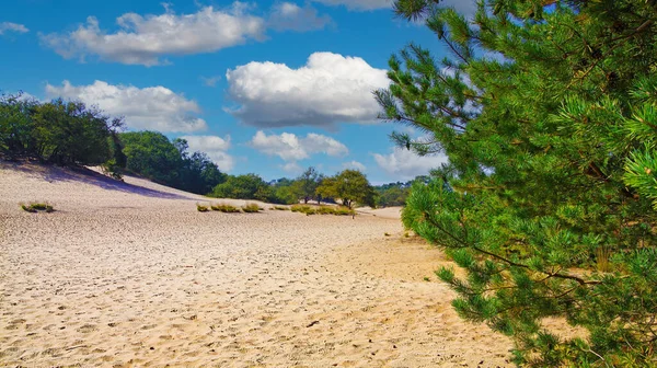 Красивый Живописный Голландский Пейзаж Виски Хвойных Деревьев Дрейфующие Песчаные Дюны — стоковое фото